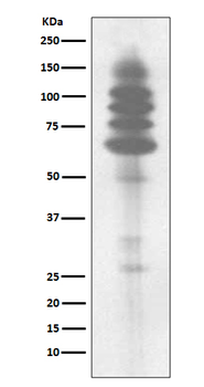 Phosphotyrosine Rabbit mAb Antibody