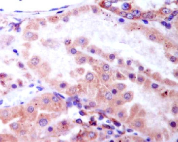 GSK3β(Phospho-Ser9) Rabbit mAb [KD Validated]