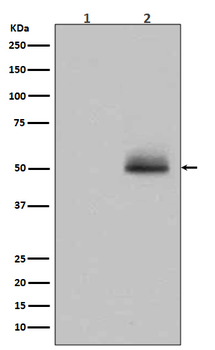 GSK3α/β(Phospho-Tyr216/Tyr279) Rabbit mAb [KD Validated]