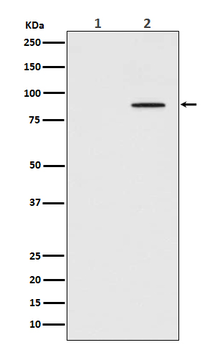 STAT3 (Phospho-Tyr705) Rabbit mAb [KD Validated]