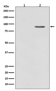 B Raf (Phospho-Thr401) Rabbit mAb Antibody