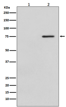 Raf1 (Phospho-Ser621) Rabbit mAb [KD Validated]