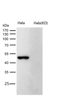 CDC37 (Phospho-Ser13) Rabbit mAb [KD Validated] Antibody