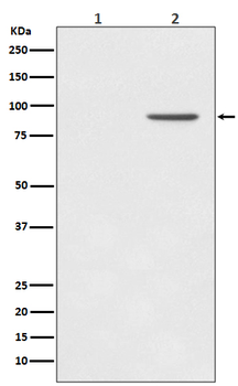 STAT1 (Phospho-Tyr701) Rabbit mAb