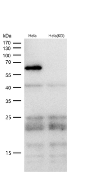 AKT1 (Phospho-Ser129) Rabbit mAb [KD Validated]