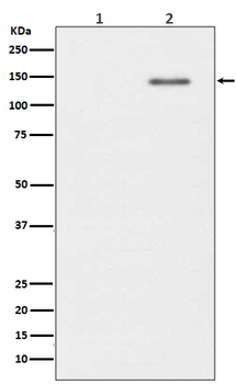SHIP (Phospho-Tyr1020) Rabbit mAb