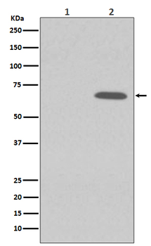 AMPK alpha 1 (Phospho-Ser496) Rabbit mAb [KD Validated]