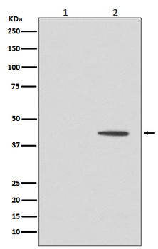 MEK1 (Phospho-Thr292) Rabbit mAb Antibody