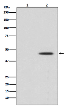 MEK1 (Phospho-Ser298) Rabbit mAb Antibody