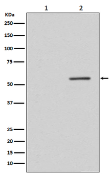PTEN (Phospho-Ser380) Rabbit mAb Antibody