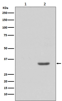 CDK2 (Phospho-Tyr15) Rabbit mAb Antibody