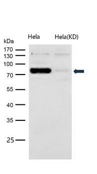 STAT1 (Phospho-Ser727) Rabbit mAb [KD Validated]