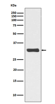 RPA2 (Phospho-Thr21) Rabbit Monoclonal Antibody