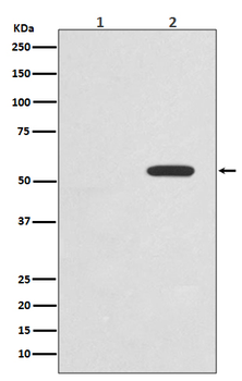 c-Myc (Phospho-Thr58) Rabbit mAb Antibody