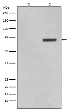 ATF2 (Phospho-Thr71) Rabbit mAb Antibody