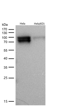 RSK1(Phospho-Ser380) Rabbit mAb [KD Validated]