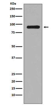 RSK1(Phospho-Ser380) Rabbit mAb [KD Validated]