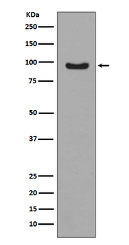 FoxO3a (Phospho-Ser253) Rabbit mAb Antibody