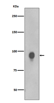 RSK1 p90 (T359+S363) Rabbit mAb Antibody