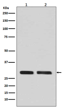 CDK1/2/3 (Phospho-Thr14) Rabbit mAb Antibody