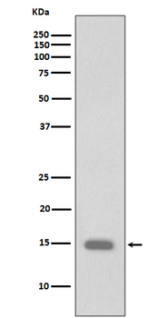 Histone H3 (Phospho-Ser10) Rabbit mAb