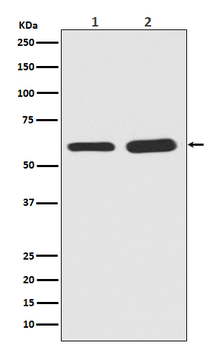 Smad5 (Phospho-Ser463/Ser465) Rabbit mAb Antibody
