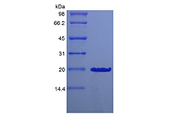 Recombinant Murine Desert Hedgehog Homolog Cys23IleIle