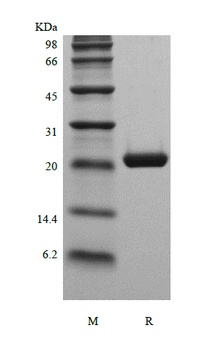 Recombinant Murine Cardiotrophin-1
