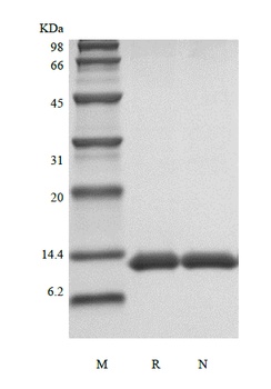 Recombinant Human Apolipoprotein-Serum Amyloid A
