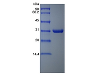 Recombinant Aeromonas Aminopeptidase