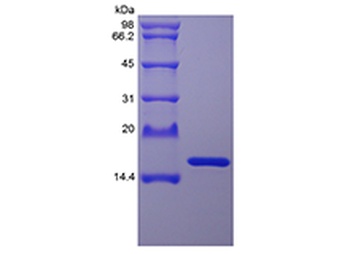 Recombinant Staphylokinase