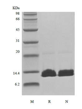 Recombinant Human Parathyroid Hormone 1-84