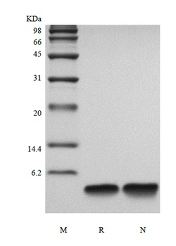 Recombinant Human Parathyroid Hormone 7-34