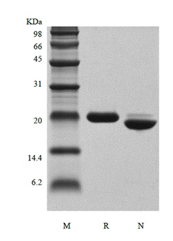 Recombinant Human Growth Hormone