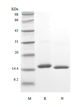 Recombinant Porcine Interleukin-2