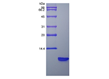Recombinant Rat Beta-defensin 3