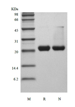Recombinant Rat Ciliary Neurotrophic Factor