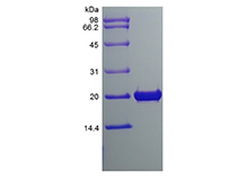 Recombinant Rat Fibroblast Growth Factor 18