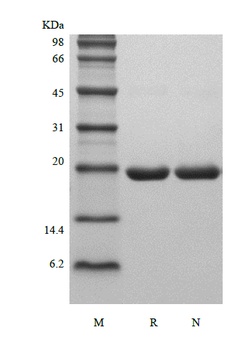 Recombinant Rat Granulocyte Colony-Stimulating Factor