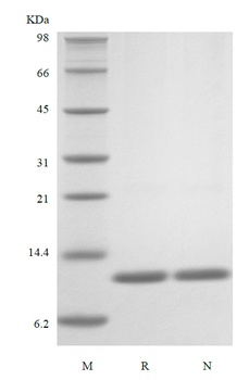 Recombinant Rat Interleukin-13