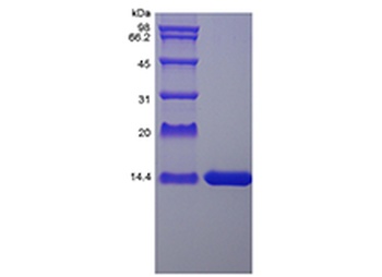 Recombinant Rat Interleukin-2