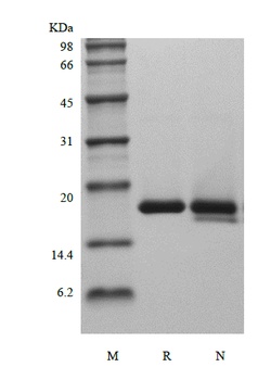 Recombinant Rat Interleukin-1 Receptor Antagonist Protein