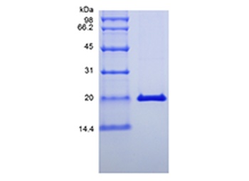 Recombinant Murine Interferon-lambda2/Interleukin-28A