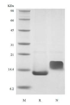 Recombinant Murine Heparin-binding EGF-like Growth Factor