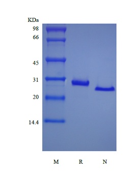 Recombinant Murine soluble Tumor Necrosis Factor Receptor Type II/TNFRSF1B