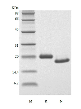 Recombinant Murine Oncostatin-M