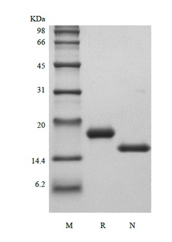 Recombinant Murine Stem Cell Factor
