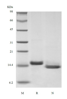 Recombinant Murine Interleukin-3