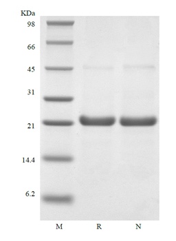 Recombinant Rhesus Macaque Interleukin-6