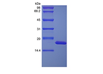 Recombinant Rhesus Macaque Interleukin-1 alpha